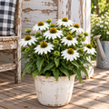 Prairie Splendor Compact White, Coneflower Seed