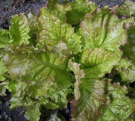 Prizehead, Lettuce Seeds