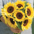 ProCut® Peach, (F1) Sunflower Seeds