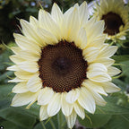 ProCut® White Nite, (F1) Sunflower Seeds