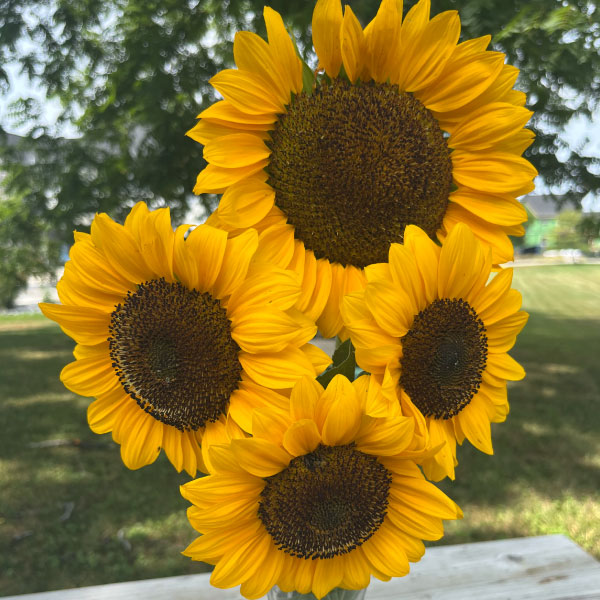 ProCut® Horizon, (F1) Sunflower Seeds