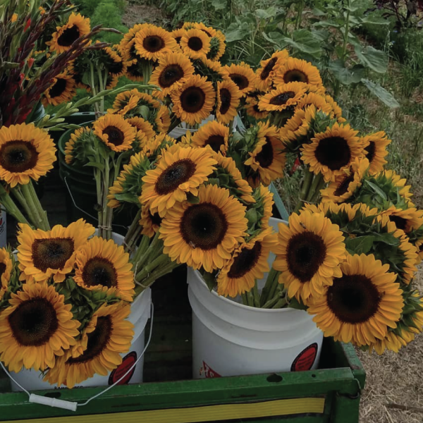 ProCut® Orange Excel, (F1) Sunflower Seeds