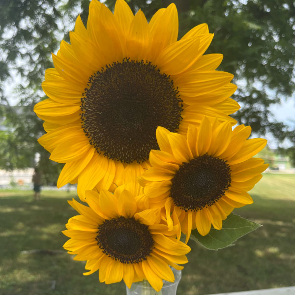 ProCut® Orange, (F1) Sunflower Seeds