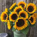 ProCut® Horizon, (F1) Sunflower Seeds