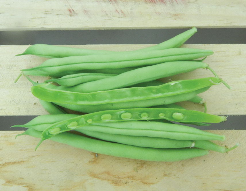 Provider, Bean Seeds