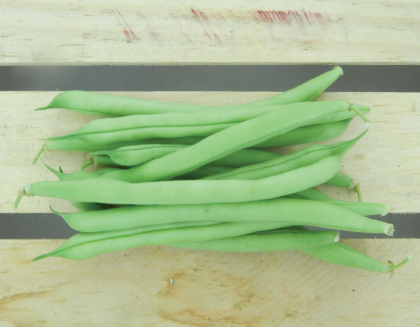Provider, Bean Seeds