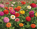 Cut and Come Again, Zinnia Seeds