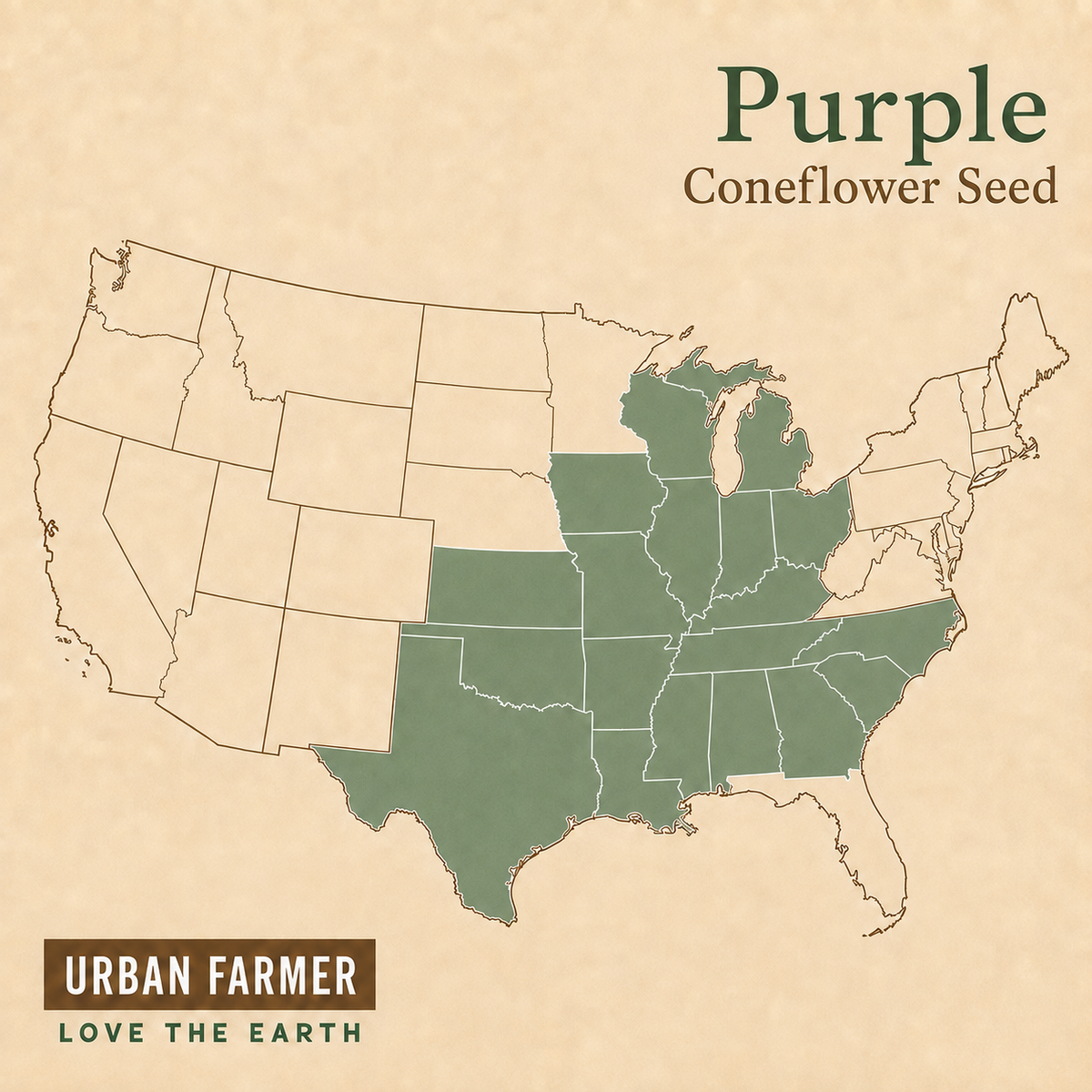Purple, Coneflower Seed