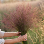 Purple Love Grass cut grass