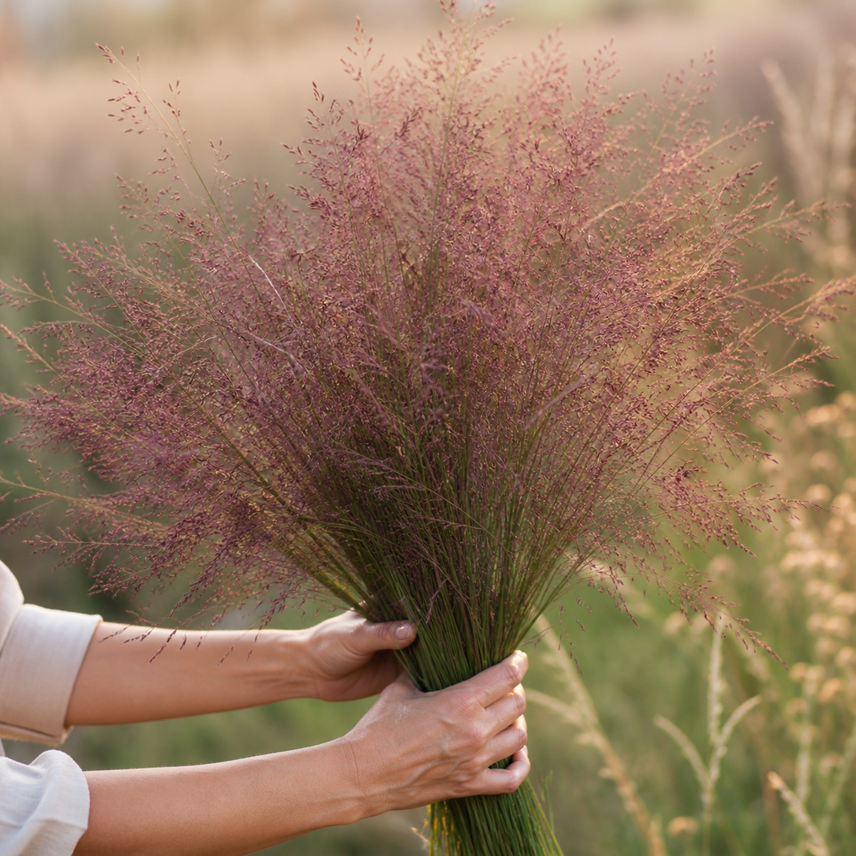 Purple Love Grass cut grass