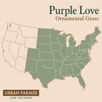 Purple Love Grass native map