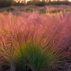 Purple Love Grass in nature