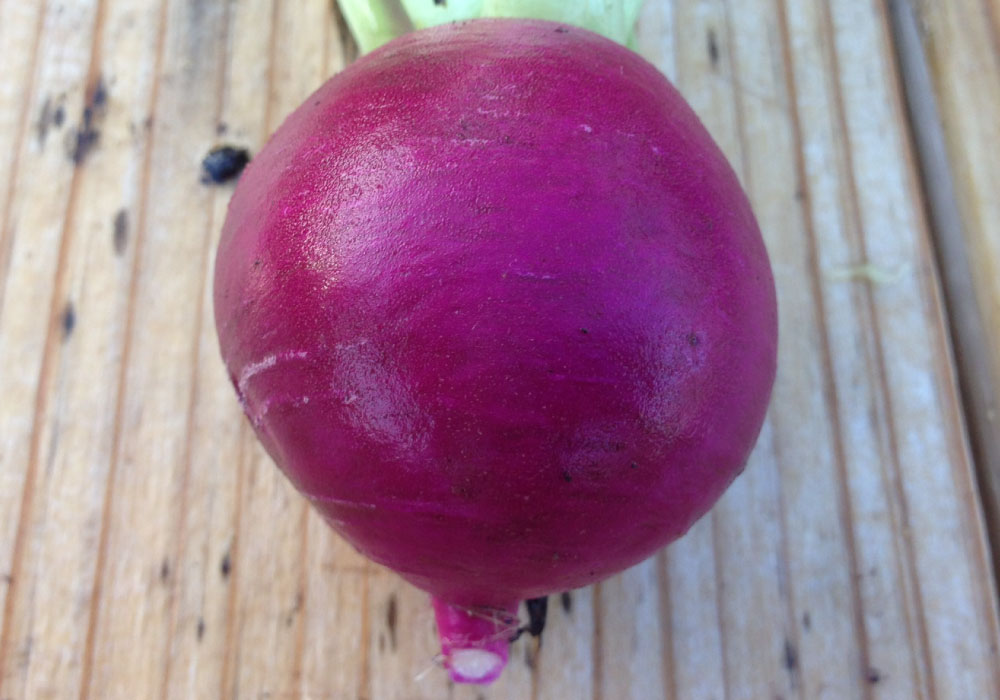 Purple Plum, Radish Seeds