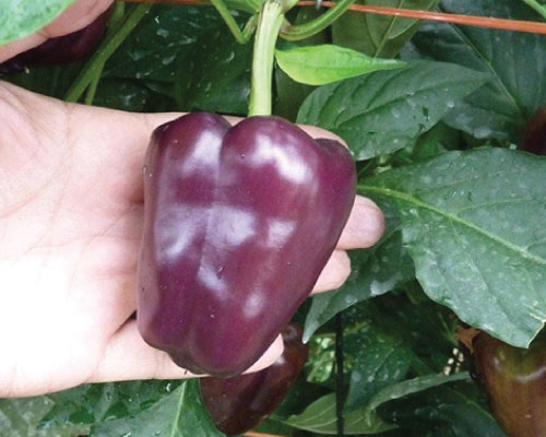 Purple Petite Bell, (F1) Pepper Seeds
