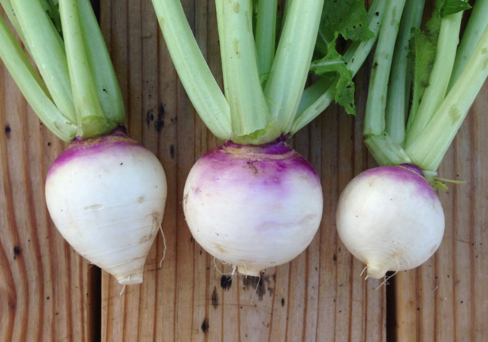 Purple Top White Globe, Turnip Seeds