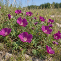 Purple, Poppy Mallow Seed