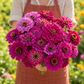 Purple Prince, Zinnia Seeds