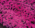 Purple Picotee Diamond, Dianthus