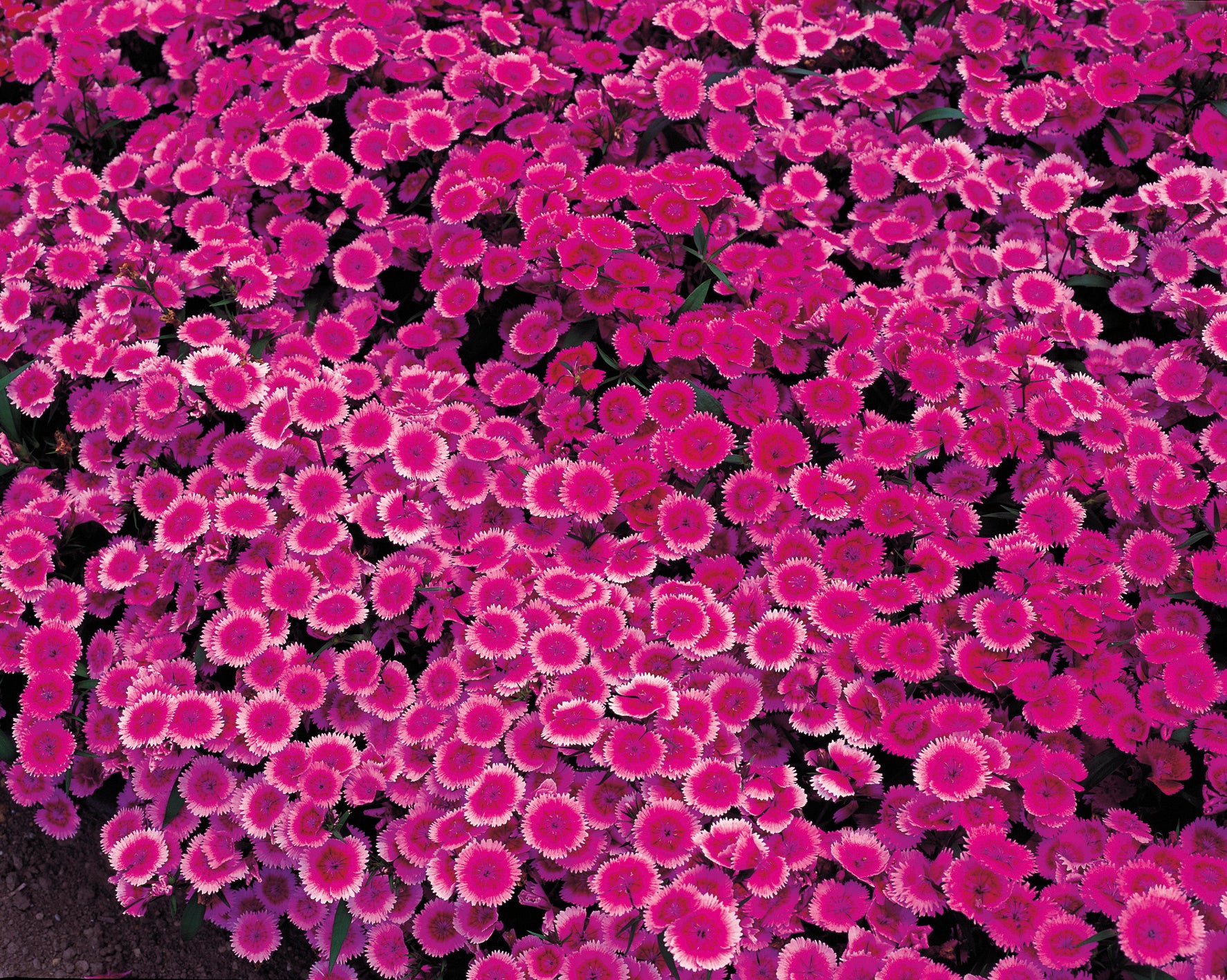 Purple Picotee Diamond, Dianthus