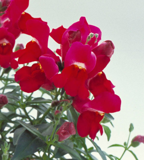 Purple Floral Showers, (F1) Snapdragon Seeds