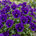 Purple Cool Wave, (F1) Viola Seed