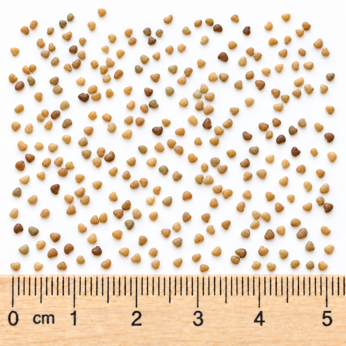 Purple Prairie Clover, Dalea Seed