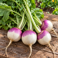Purple Top White Globe, Turnip Seeds