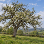 Pyrus communis, Pear Seed