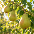 Pyrus communis, Pear Seed