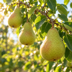 Pyrus communis, Pear Seed