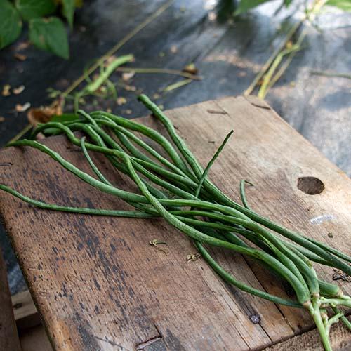 Python, Bean Seeds