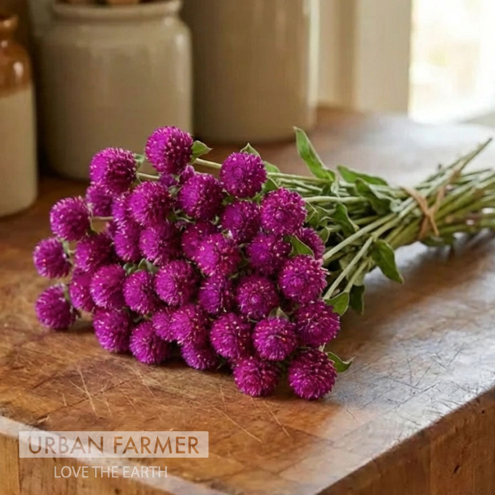 QIS Purple, Gomphrena Seeds