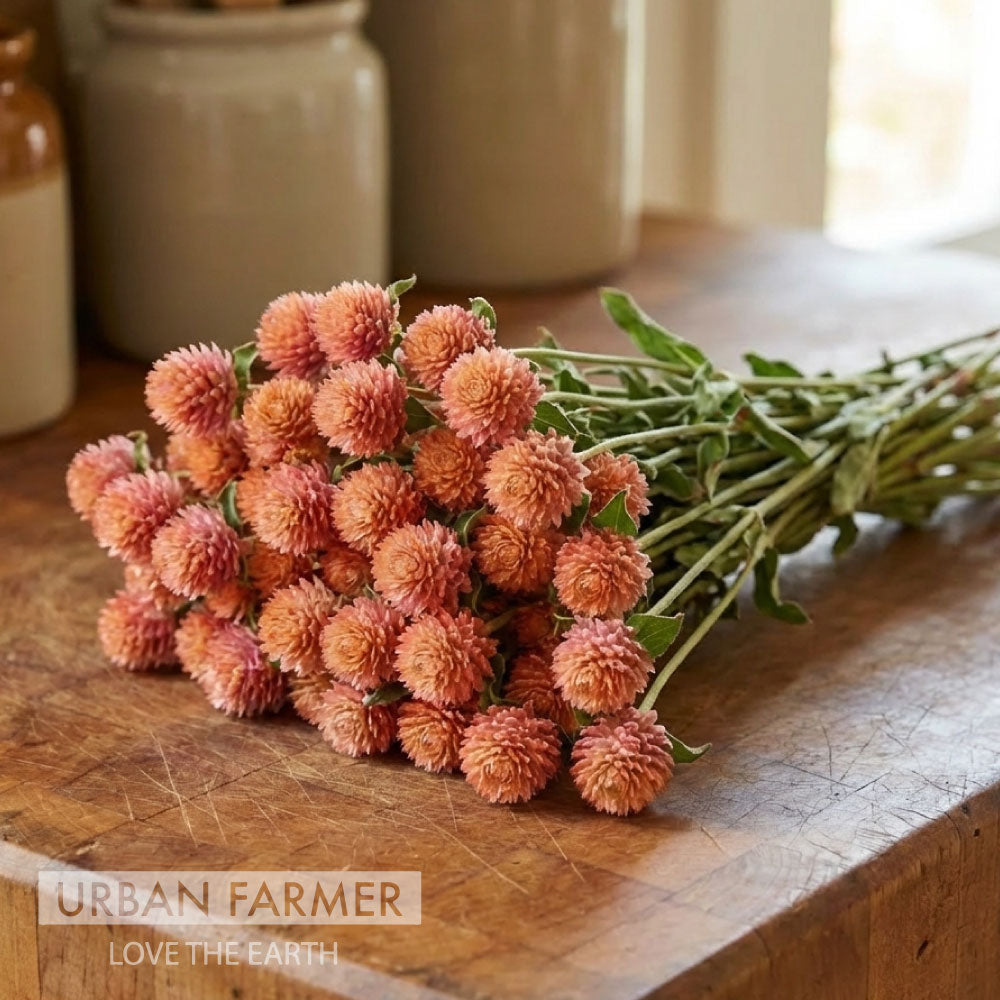 QIS Salmon, Gomphrena Seeds