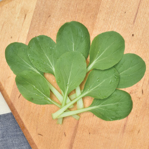 Feng Qing Choi, Pak Choi Cabbage