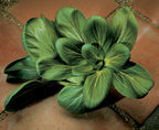 Feng Qing Choi, Pak Choi Cabbage