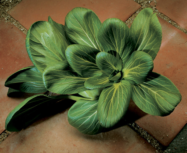 Feng Qing Choi, Pak Choi Cabbage