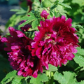 Queeny Purple, Hollyhock Seeds