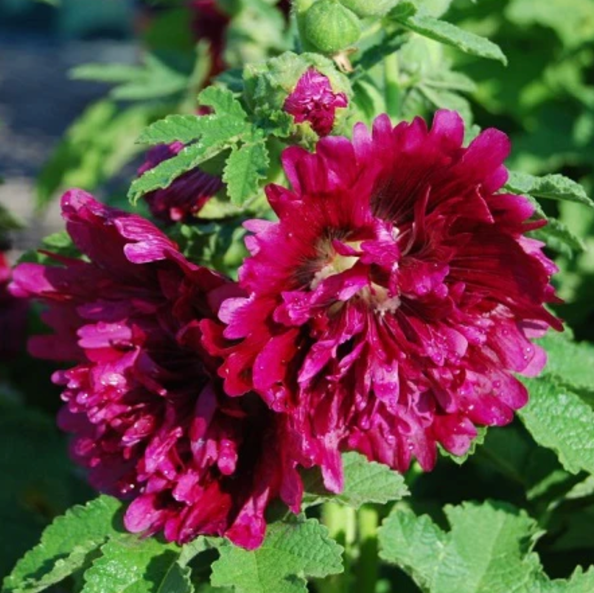 Queeny Purple, Hollyhock Seeds