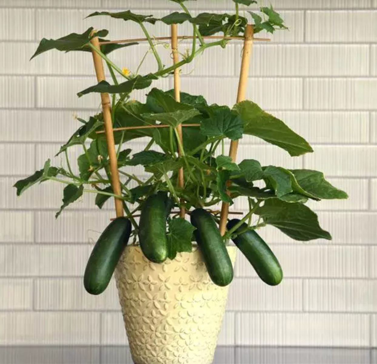 Quick Snack, (F1) Cucumber Seeds