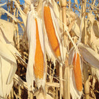 R997 Popcorn, (F1) Corn Seed