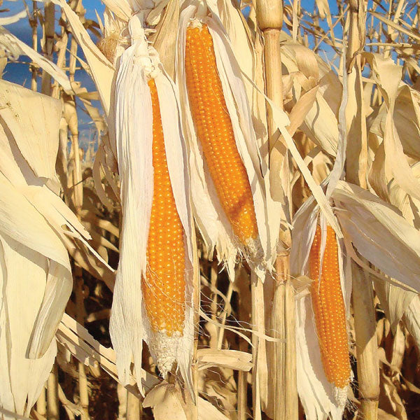 R997 Popcorn, (F1) Corn Seed