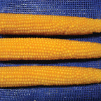 R997 Popcorn, (F1) Corn Seed