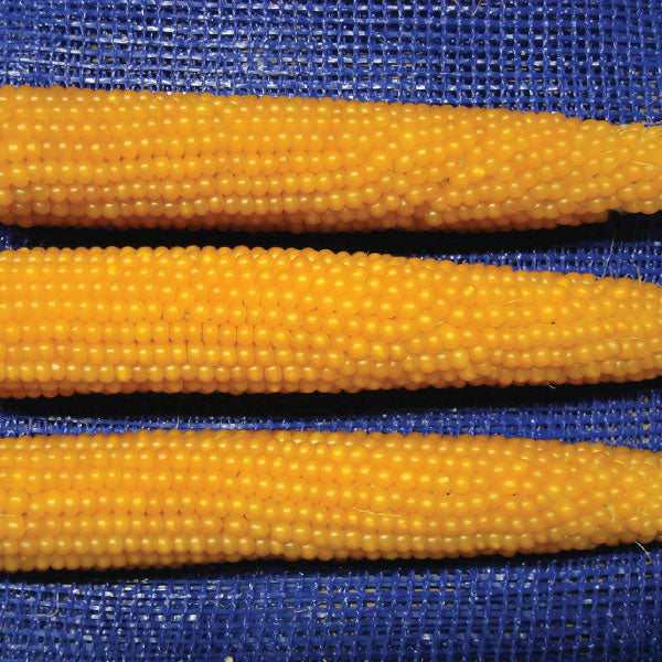 R997 Popcorn, (F1) Corn Seed