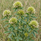 Round-headed Bush Clover, Lespedeza Seeds
