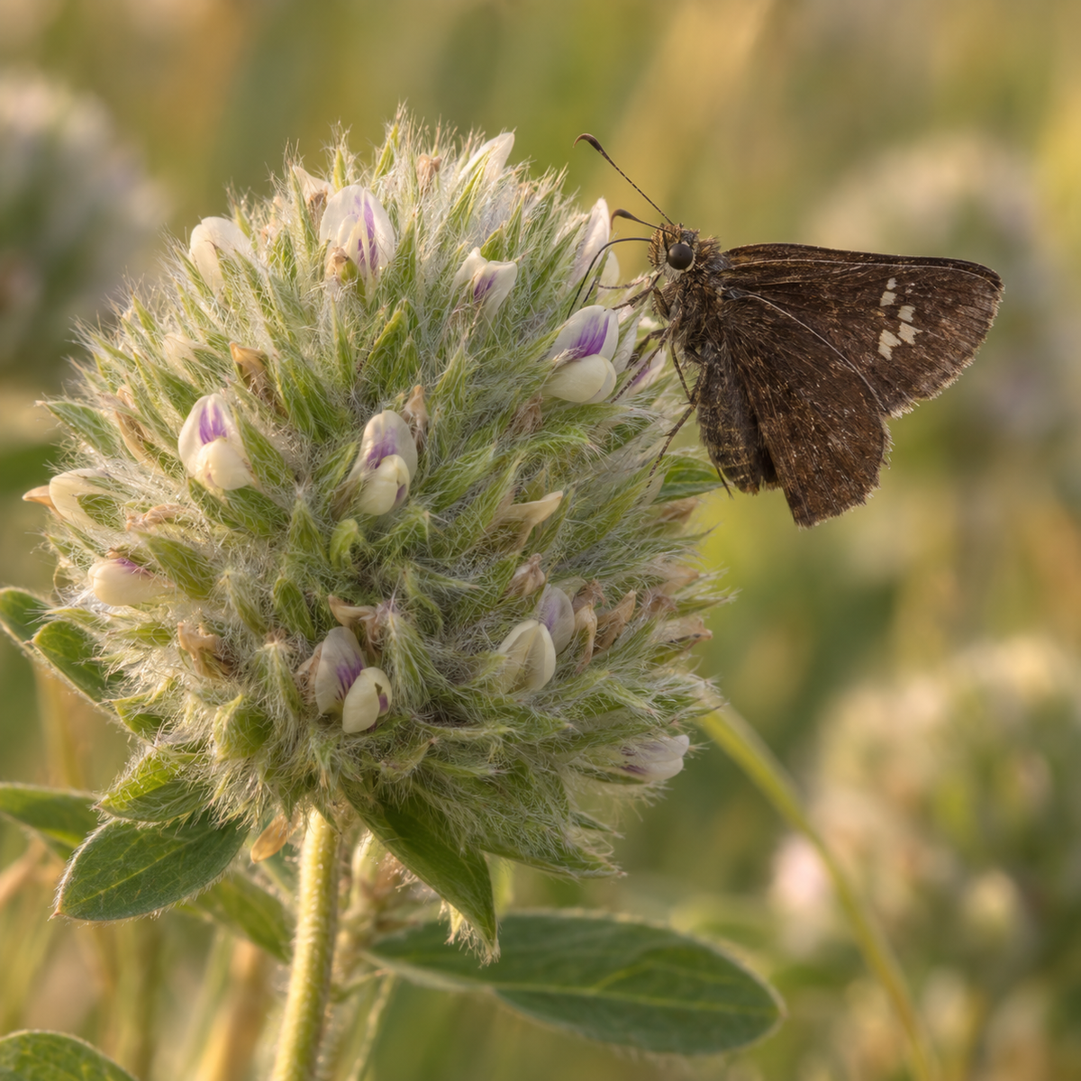 Round-headed Bush Clover, Lespedeza Seed