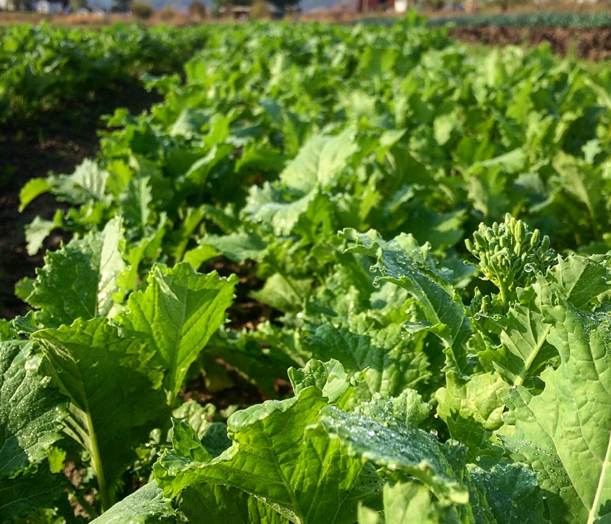 Spring Raab, Broccoli Seeds