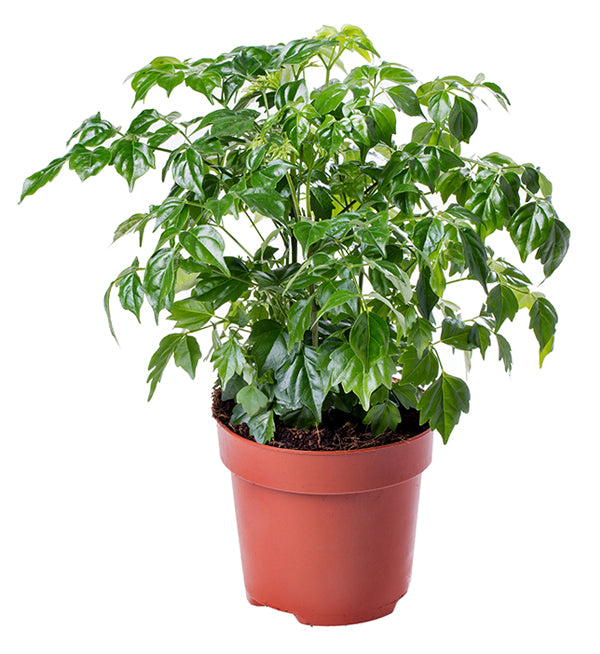China Doll, Radermachera Seed