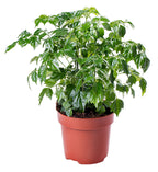 China Doll, Radermachera Seed