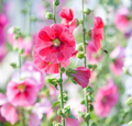 Radiant Rose, Hollyhock Seeds