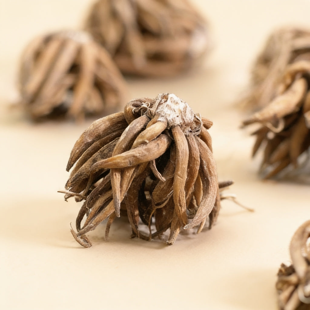 Tecolote Pastel Mixture, Ranunculus Bulbs
